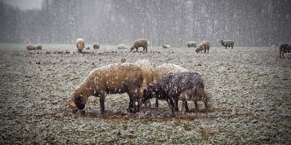 schapen in de sneeuw - web